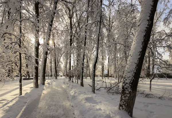 雪に覆われた木と冬の公園. — ストック写真