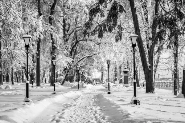 Parque de invierno con árboles cubiertos de nieve . — Foto de Stock