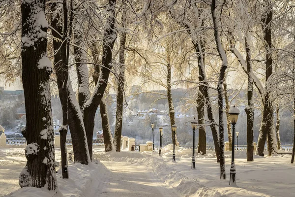 Parque de inverno com árvores cobertas de neve . — Fotografia de Stock