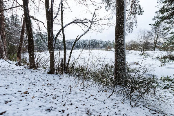 Pond covered with frost at pine forest. — Stock Photo, Image