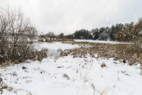 Frostbedeckter Teich im Kiefernwald. — Stockfoto