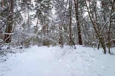 Kış çam ormanlarında kar yağışıweather forecast.