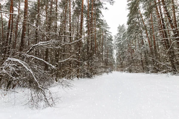 Снегопад в зимнем сосновом лесу, покрытом морозом . — стоковое фото