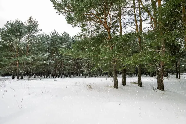 Schneefall im Winter Kiefernwald. — Stockfoto