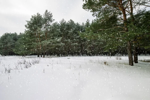 Снегопад в зимнем сосновом лесу . — стоковое фото