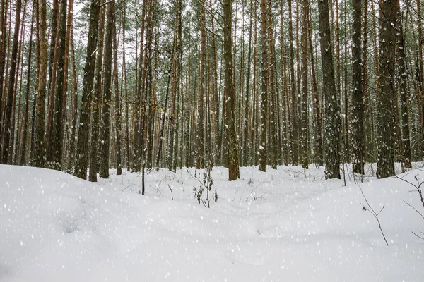 Снегопад в зимнем сосновом лесу . — стоковое фото