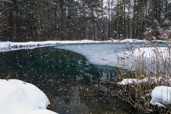 Pond covered with frost at pine forest. — Stock Photo, Image