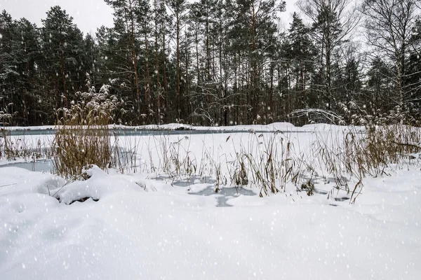 소나무 숲에 서리가 덮인 연못. — 스톡 사진