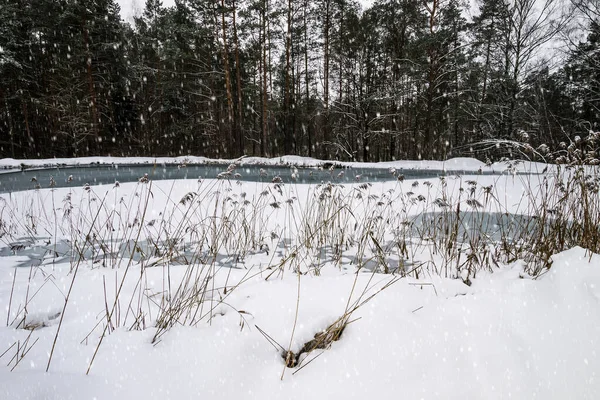 Пруд покрыт морозом в сосновом лесу . — стоковое фото