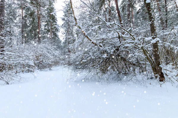 Πτώση χιονιού σε χειμερινό πευκοδάσος καλυμμένο με πάγο. — Φωτογραφία Αρχείου