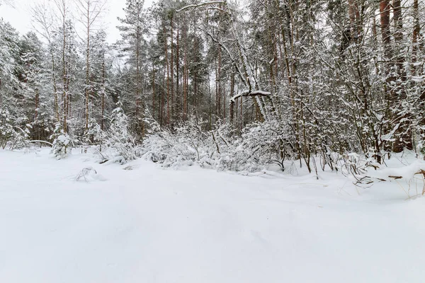 Śnieg w zimowym lesie sosnowym pokryty mrozem. — Zdjęcie stockowe