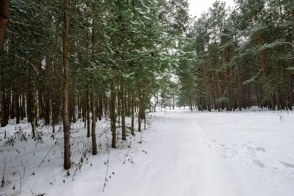 Пейзаж зимнего соснового леса, покрытого морозом — стоковое фото