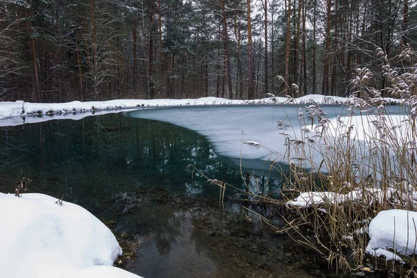 Frostbedeckter Teich im Kiefernwald. — Stockfoto