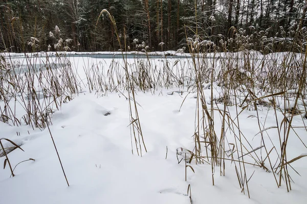 Пруд покрыт морозом в сосновом лесу . — стоковое фото