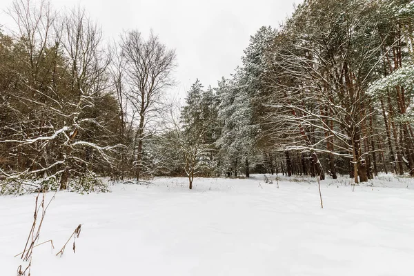 Kış çam ormanlarının manzarası çoğunlukla clo 'da donla kaplıdır. — Stok fotoğraf