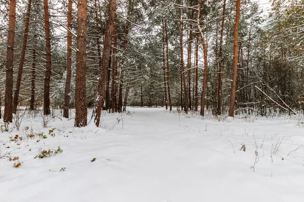 主にクロで霜で覆われた冬の松林の風景 — ストック写真
