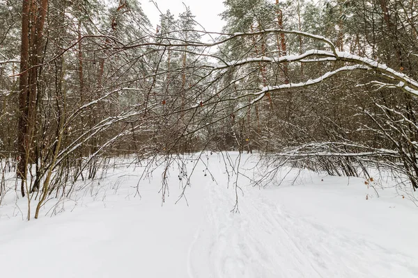 Landschaft aus winterlichen Kiefernwäldern mit Frost bedeckt — Stockfoto