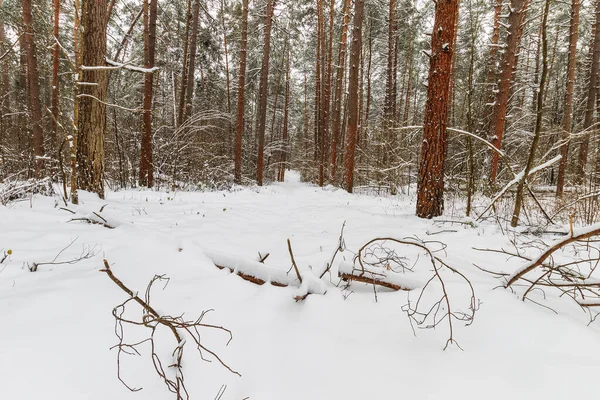 Paisagem de pinhal de inverno coberto com geada em principalmente clo — Fotografia de Stock