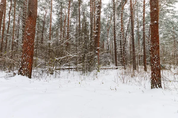 Пейзаж зимних сосновых лесов, покрытых морозом в основном clo — стоковое фото
