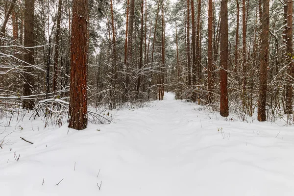 Paisaje de bosque de pinos de invierno cubierto de heladas en principalmente clo — Foto de Stock