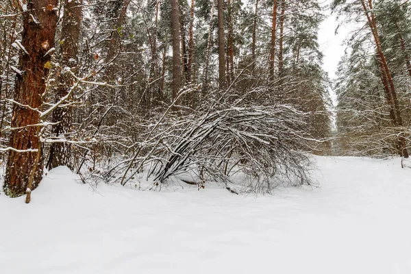 Пейзаж зимних сосновых лесов, покрытых морозом в основном clo — стоковое фото