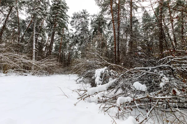 Paisaje de bosque de pinos de invierno cubierto de heladas en principalmente clo — Foto de Stock
