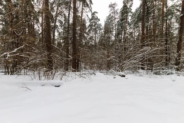 Ландшафт зимового соснового лісу вкритий морозами в основному на одязі — стокове фото