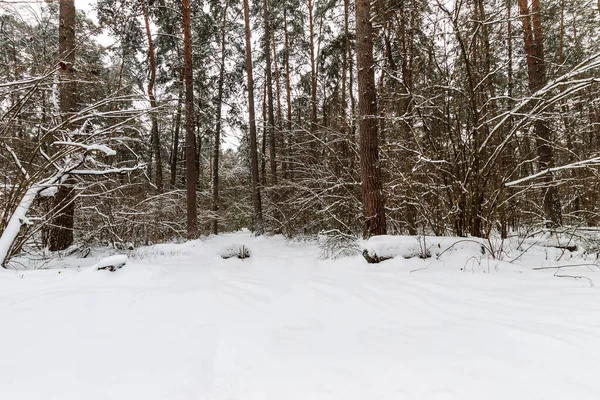 Landschaft aus winterlichen Kiefernwäldern mit Frost bedeckt — Stockfoto