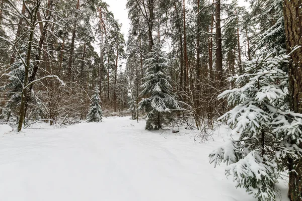 Landschaft aus winterlichen Kiefern- und Fichtenwäldern — Stockfoto