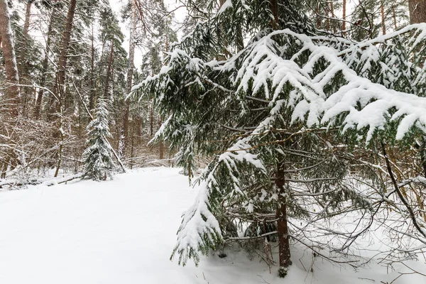 冬の松林と霜で覆われたトウヒの森の風景 — ストック写真