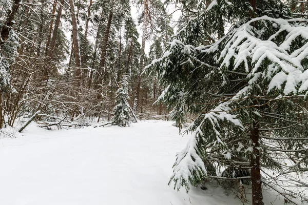 Τοπίο χειμερινού δάσους πεύκου και ερυθρελάτης καλυμμένο με παγετό στο — Φωτογραφία Αρχείου