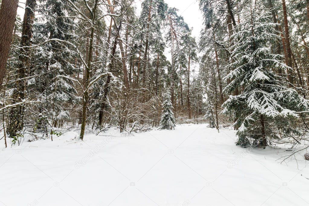 Landscape of winter pine and spruce forest covered with frost at
