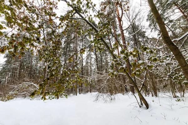 Paisaje de pino de invierno y bosque de arce cubierto de heladas en — Foto de Stock