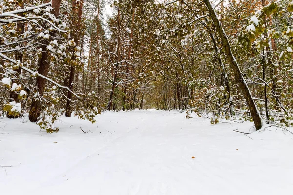 冬季松树和枫树林带霜冻的景观 — 图库照片