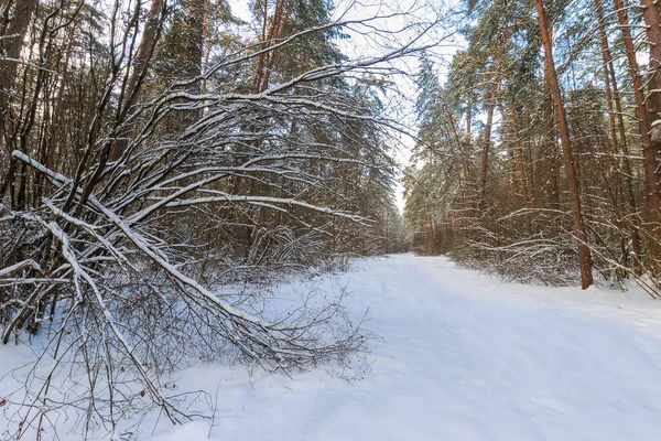 Kış çam ormanlarının manzarası güneşli sütüyle kaplı. — Stok fotoğraf