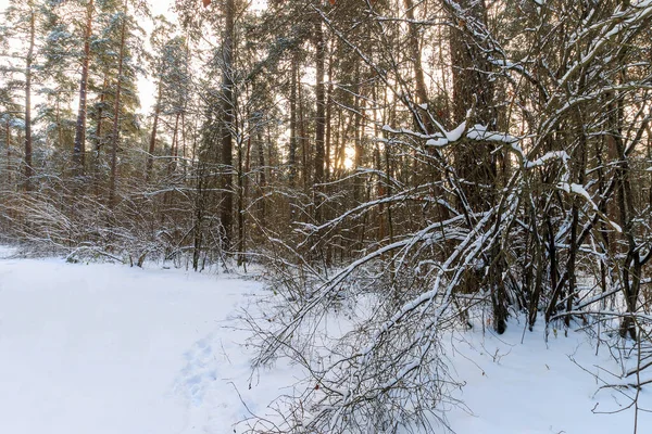 Kış çam ormanlarının manzarası güneşli sütüyle kaplı. — Stok fotoğraf