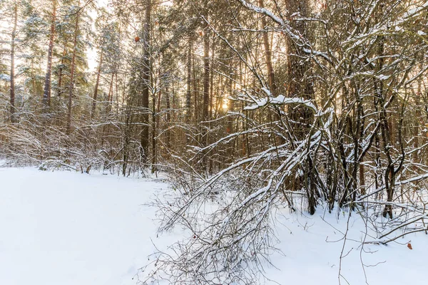 Paisaje de bosque de pinos de invierno cubierto de heladas en el vertedero soleado — Foto de Stock