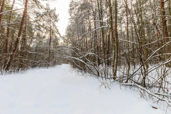 Τοπίο χειμερινού πευκοδάσους καλυμμένο με παγετό σε ηλιόλουστη ρεματιά — Φωτογραφία Αρχείου