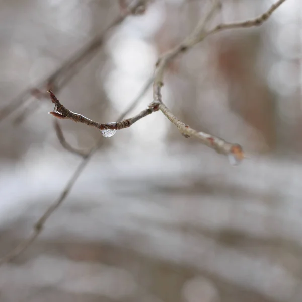 Branch with frozen drops — Stock Photo, Image