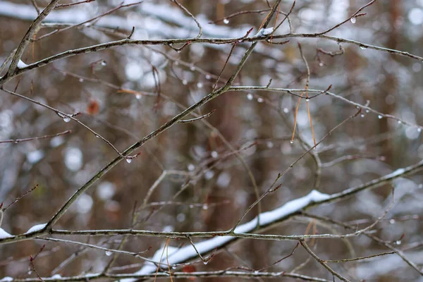Zweig mit gefrorenen Tropfen — Stockfoto