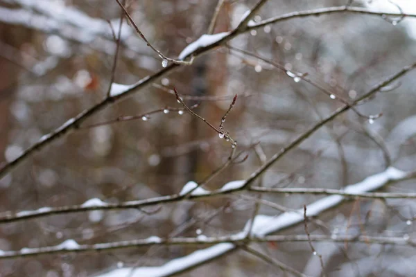Zweig mit gefrorenen Tropfen — Stockfoto