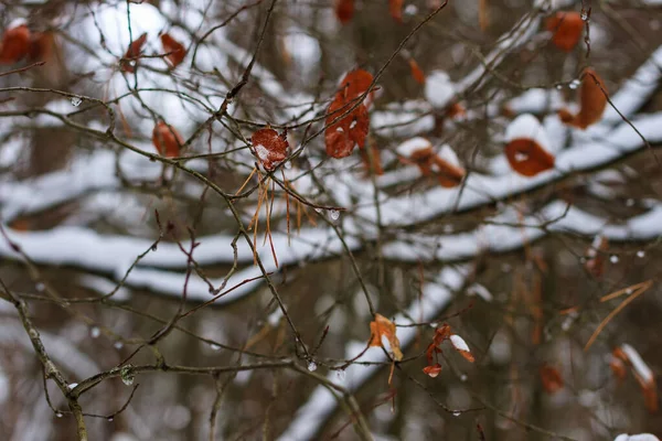 Branche avec gouttes congelées — Photo