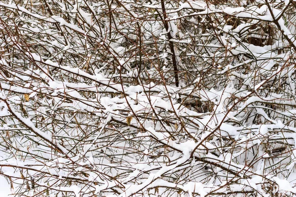 Frosthaltige Äste zur Winterzeit im Kiefernwald. — Stockfoto