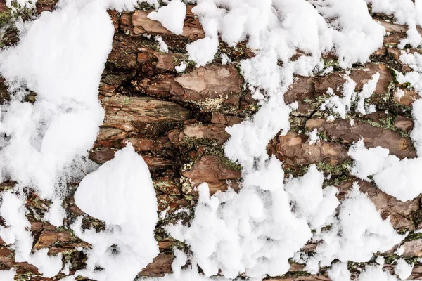 Corteza de pino cubierta de textura de nieve . —  Fotos de Stock