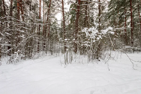 Зимний сосновый лес покрыт морозом в основном в облачную погоду . — стоковое фото