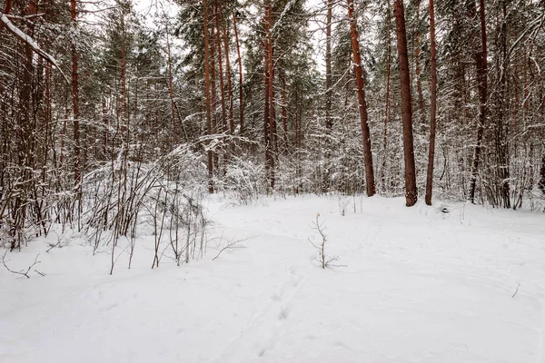 Winter pine forest covered with frost at mainly cloudy weather. — Stock Photo, Image