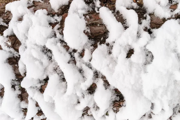 Rinde der Kiefer mit Schnee Textur bedeckt. — Stockfoto