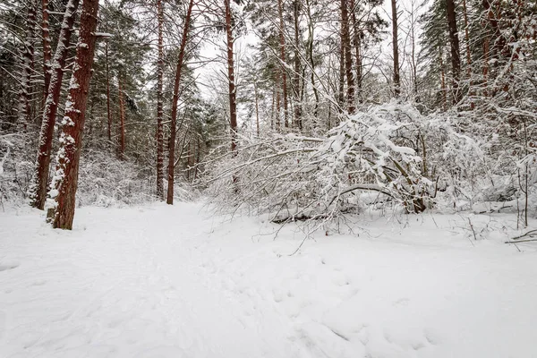 Floresta de pinheiros de inverno coberta com geada em clima principalmente nublado . — Fotografia de Stock