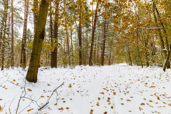 Paisaje de pino de invierno y bosque de arce cubierto de heladas — Foto de Stock