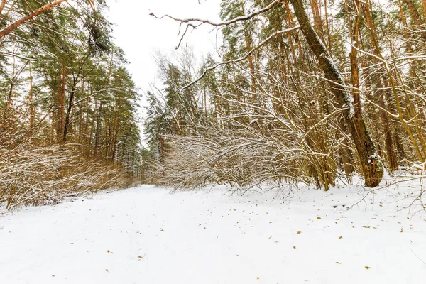 서리로 뒤덮인 겨울 소나무 숲의 풍경 — 스톡 사진